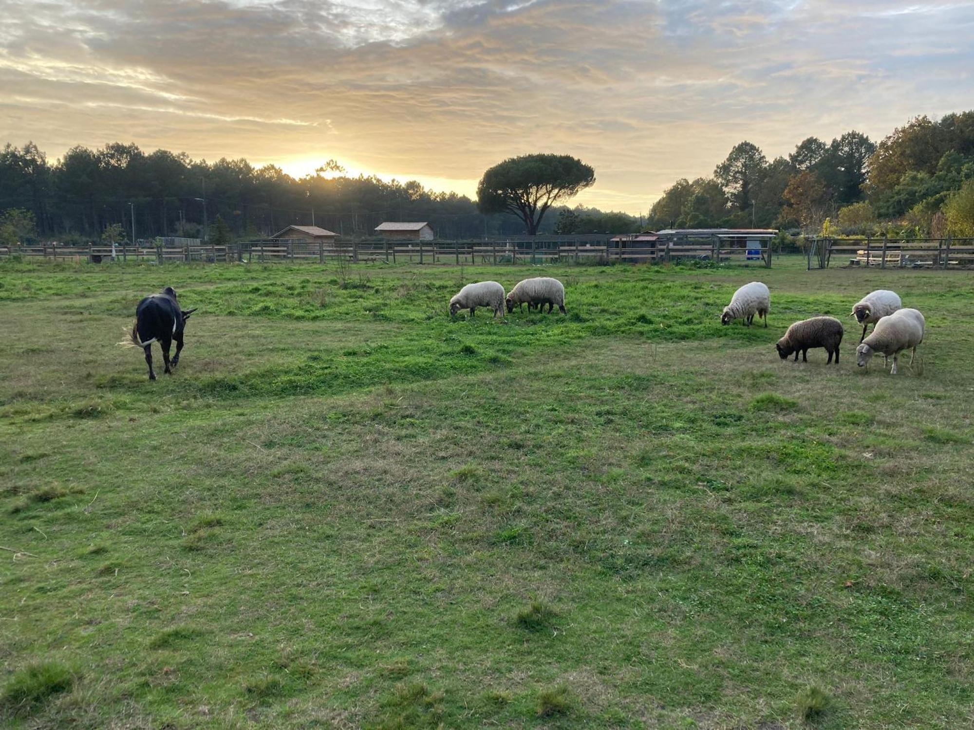 Gite - La Ferme A La Plage Le Porge Bagian luar foto